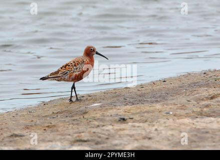 Curlew Sandpiper (Calidris ferruginea) Erwachsener, Sommerzucht, Wandern am Wasserrand, Hebei, China Stockfoto