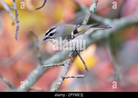 Goldkronenkönig (Regulus satrapa) männlich, ausgewachsen, hoch oben auf Zweig (U.) S. A. Herbst Stockfoto