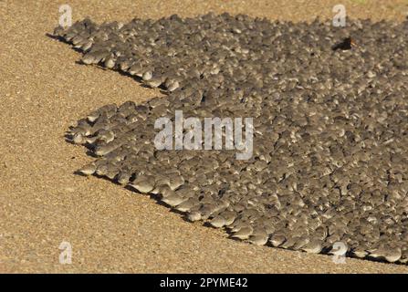 Knot (Calidris canutus) Herde, massenhafte Schindelbank bei Flut, The Wash, Norfolk, England, Vereinigtes Königreich Stockfoto