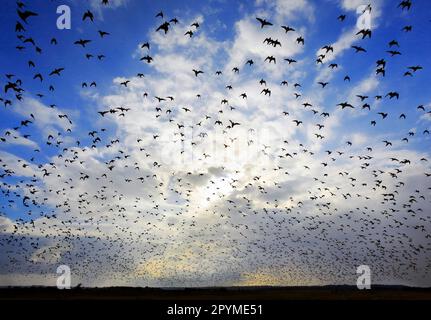 Knot (Calidris canutus) Scharen, im Flug, Silhouette verlassen Hochwasser-Rost, Rückkehr zur Nahrung von Mündungsschlamm, Snettisham RSPB Reserve, die Stockfoto