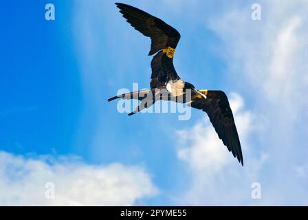 Prachtvolles Fregatebird, prachtvolle Fregatebirds (Fregata Magnens), prachtvolle Fregatebirds, Frigatebirds, Ruderfeet, Tiere, Vögel Stockfoto