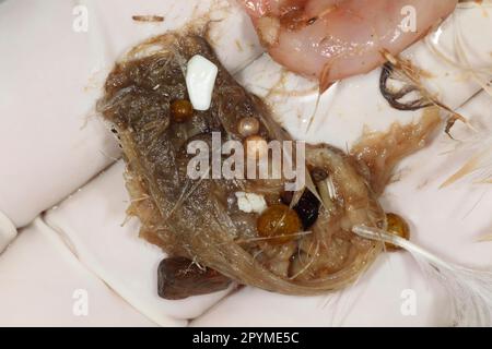 Mageninhalt von Northern Fulmar (Fulmaris glacialis), der Kunststofffragmente enthält, Cornwall, England, Vereinigtes Königreich Stockfoto