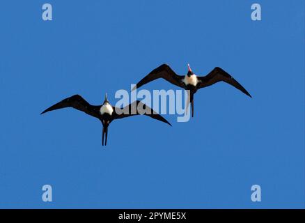 Lesser Frigatebird (Fregata ariel) weiblich und unreif, im Flug, Lady Elliot Island, Queensland, Australien Stockfoto