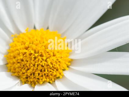 Chrysanthemum Marganta, weiß, große Nahaufnahme der Gänseblümchen Stockfoto