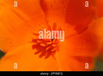 Ornage kalifornische Mohnblume aus nächster Nähe Stockfoto