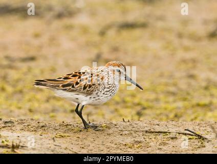 WESTERN Sandpiper (Calidris mauri), Erwachsener, Sommerzucht, auf Schlamm stehend, San Diego, Kalifornien (U.) S.A. Stockfoto