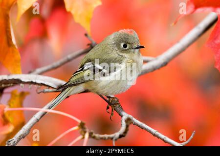 Rubinkronenkönig (Regulus calendula), männlich, hoch oben am Ahornzweig (U.) S.A., Herbst Stockfoto