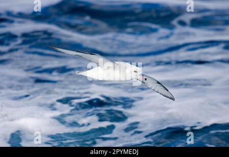 Silberbrötchen, antarktischer Fulmar (Fulmarus glacialoides), südlicher Fulmars, antarktischer Fulmars, Röhrennasen, Tiere, Vögel, Southern Fulmar, Erwachsene, Zoll Stockfoto