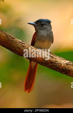 Asiatischer Paradiesschnäpper (Terpsiphone paradisi indochinensis), weiblich, auf einem Ast, Kaeng Krachan N. P. Thailand Stockfoto