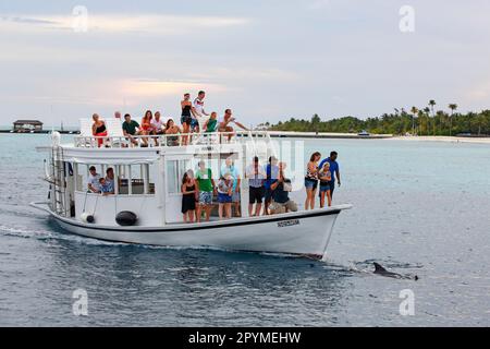 Urlauber auf einem Ausflugsboot, die Delfine, den Indischen Ozean und die Malediven beobachten Stockfoto