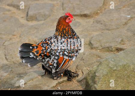 Federfüßiger bantam, Henne Stockfoto