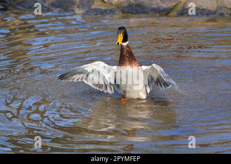 Indian Runner Duck Stockfoto