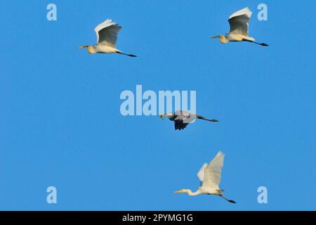 Großer Weißer Egret und grauer Reiher Stockfoto