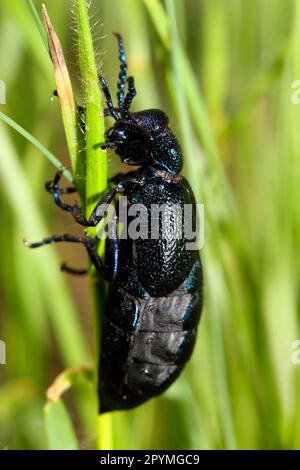 Dunkelblauer Ölkäfer Stockfoto