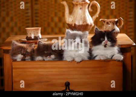 British Longhair, Kätzchen, 9 Wochen, in der Schublade Stockfoto