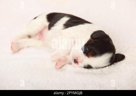 Kavalier König Charles Spaniel, Hündchen, dreifarbig, 3 Wochen alt Stockfoto