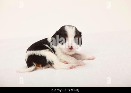 Kavalier König Charles Spaniel, Hündchen, dreifarbig, 3 Wochen alt Stockfoto