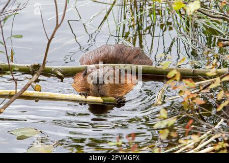 Biberfütterung in Wasser (Castor canadensis), Quebec, Kanada Stockfoto