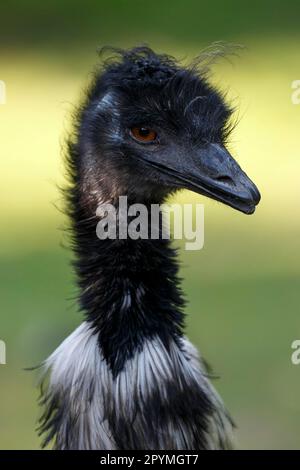 EMU (Dromaius novaehollandiae), in Gefangenschaft Stockfoto