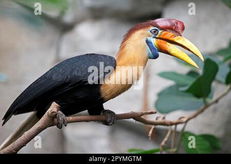 Geknüpfter Hornbill (Aceros cassidix), in Gefangenschaft Stockfoto