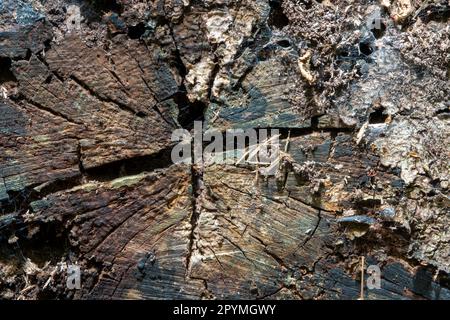 Nahaufnahme des geschnittenen Endes eines Baumstumpfs mit Rissen, Rissen und Textur Stockfoto