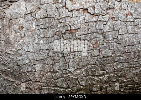 Nahaufnahme der wahnsinnigen Baumrinde-Textur Stockfoto