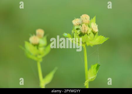 Kohldistel (Cirsium oleraceum) Pfrunger-Burgweiler Ried, Baden-Württemberg, Deutschland Stockfoto