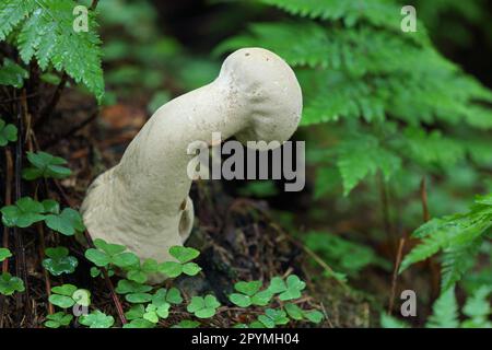 Gelber Farbstoff (Agaricus xanthodermus) Stockfoto