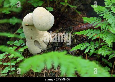 Gelber Farbstoff (Agaricus xanthodermus) Stockfoto