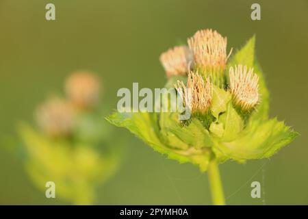 Kohldistel (Cirsium oleraceum) Pfrunger-Burgweiler Ried, Baden-Württemberg, Deutschland Stockfoto