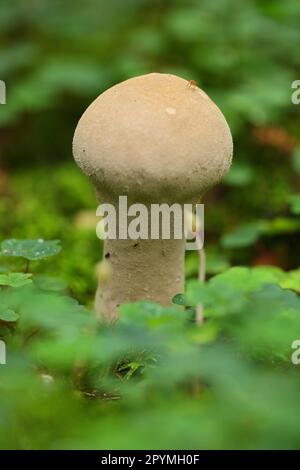 Gelber Farbstoff (Agaricus xanthodermus) Stockfoto