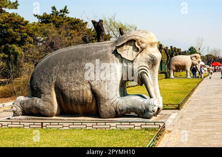 Alte weiße Steinstatuen von knienden und stehenden Elefanten entlang der gut erhaltenen heiligen Straße, eine spirituelle Straße, die zu den Ming-Gräbern führt Stockfoto