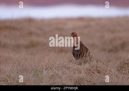 Red Grouse (Lagopus lagopus scotica) ruft Langdon Beck Co Durham UK GB April 2023 Stockfoto