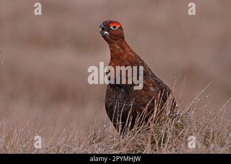 Red Grouse (Lagopus lagopus scotica) ruft Langdon Beck Co Durham UK GB April 2023 Stockfoto