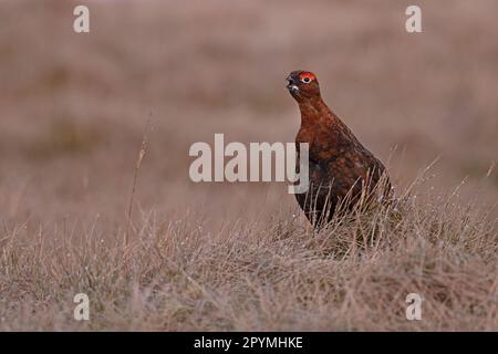 Red Grouse (Lagopus lagopus scotica) ruft Langdon Beck Co Durham UK GB April 2023 Stockfoto