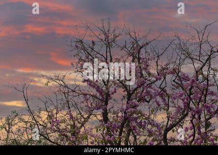 Tabaakblüten von Lagerstroemia floribunda Jack Tree blühen im Sommer jedes Jahres in Thailand, Einem großen Baum, dessen Blumen blühen. Stockfoto