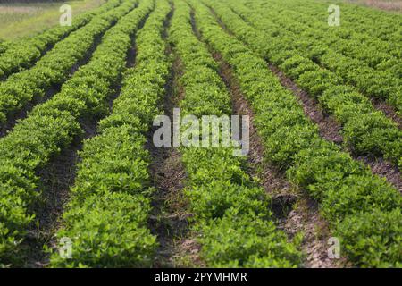 Erdnussanbau-Gemüseparzelle in Bio-Bauernhof, Bohnenpflanzen, die etwa 1-2 Monate alt sind. Stockfoto