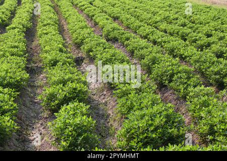 Erdnussanbau-Gemüseparzelle in Bio-Bauernhof, Bohnenpflanzen, die etwa 1-2 Monate alt sind. Stockfoto