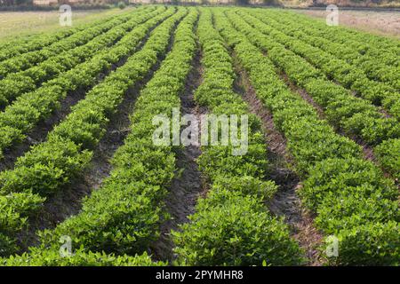 Erdnussanbau-Gemüseparzelle in Bio-Bauernhof, Bohnenpflanzen, die etwa 1-2 Monate alt sind. Stockfoto