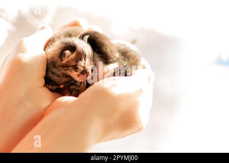 Zwei neugeborene Kätzchen in den Händen eines Tierarztes, eine wunderbare Geburt eines neuen Lebens an einem sonnigen Frühlingstag, Kätzchen wurden in einer Tierklinik geboren. Stockfoto