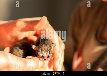 Neugeborene Kätzchen in den Händen eines Tierarztes, auf dem Foto nur menschliche Hände, nah - nahe bei Kätzchen wurden süße Kätzchen in einer Tierklinik geboren. Stockfoto