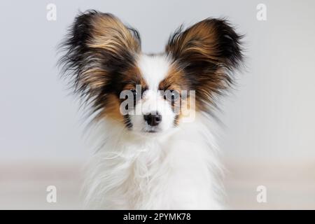 Porträt eines süßen dreifarbigen papillon-Welpen auf weißem Hintergrund Stockfoto