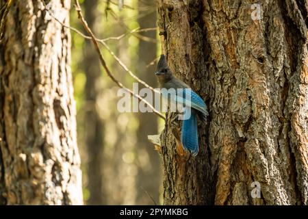 Stellars Jay hoch oben auf Pine Tree blickt in Richtung Camera im Wald des Kings Canyon Stockfoto