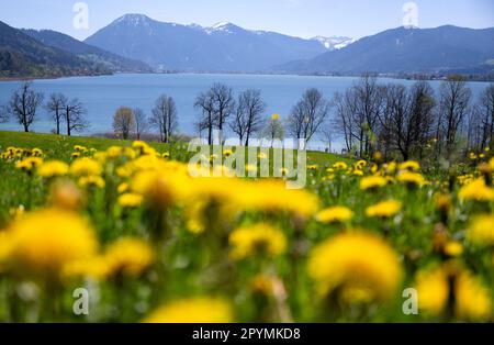 Gmund, Deutschland. 04. Mai 2023. Der Löwenzahn blüht auf einer Wiese am Tegernsee. Kredit: Sven Hoppe/dpa/Alamy Live News Stockfoto