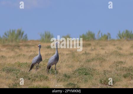 Blaue Kraniche in der Wildnis des Etosha-Nationalparks in Namibia Stockfoto