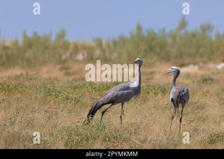 Blaue Kraniche in der Wildnis des Etosha-Nationalparks in Namibia Stockfoto