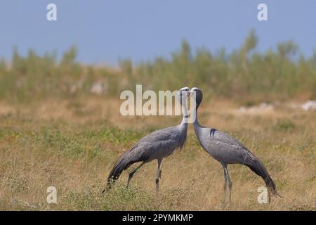 Blaue Kraniche in der Wildnis des Etosha-Nationalparks in Namibia Stockfoto