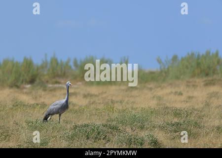 Blauer Kran in der Wildnis des Etosha-Nationalparks in Namibia Stockfoto