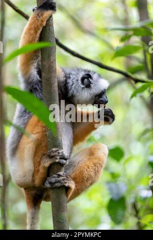 Farbenfrohe, diademierte Sifaka Lemur, (Propithecus diadema) gefährdetes endemisches Tier auf Bäumen im Regenwald, Andasibe-Mantadia Nationalpark - Analamazaotra Stockfoto