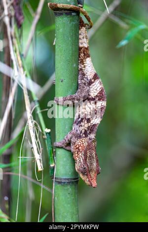 Männlich des kurzhornigen Chamäleons (Calumma brevicorne), klettert auf Bambus, endemisches Tier, Andasibe-Mantadia-Nationalpark, Madagaskar Wildtier Stockfoto